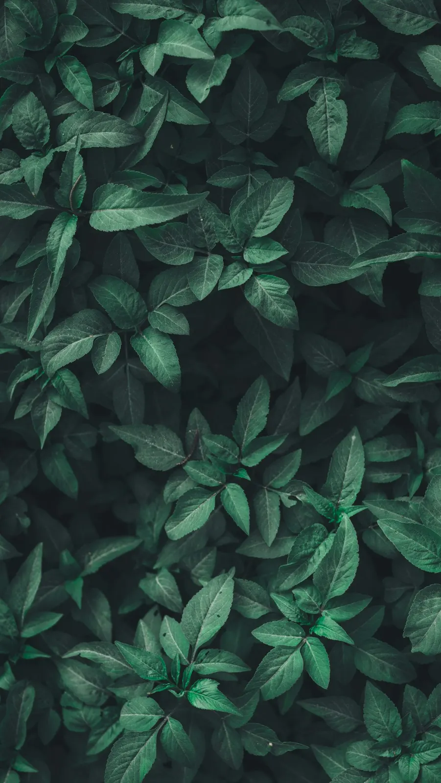 Lush green leaves close-up