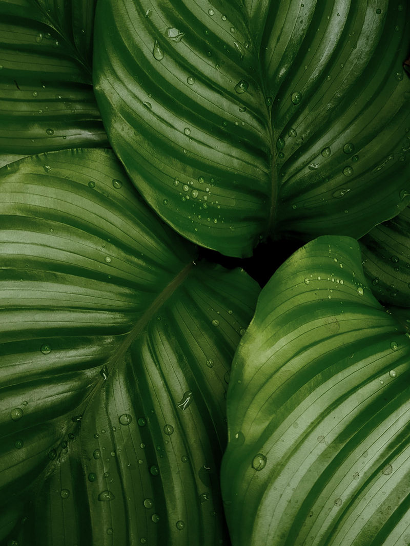 Tropical leaves