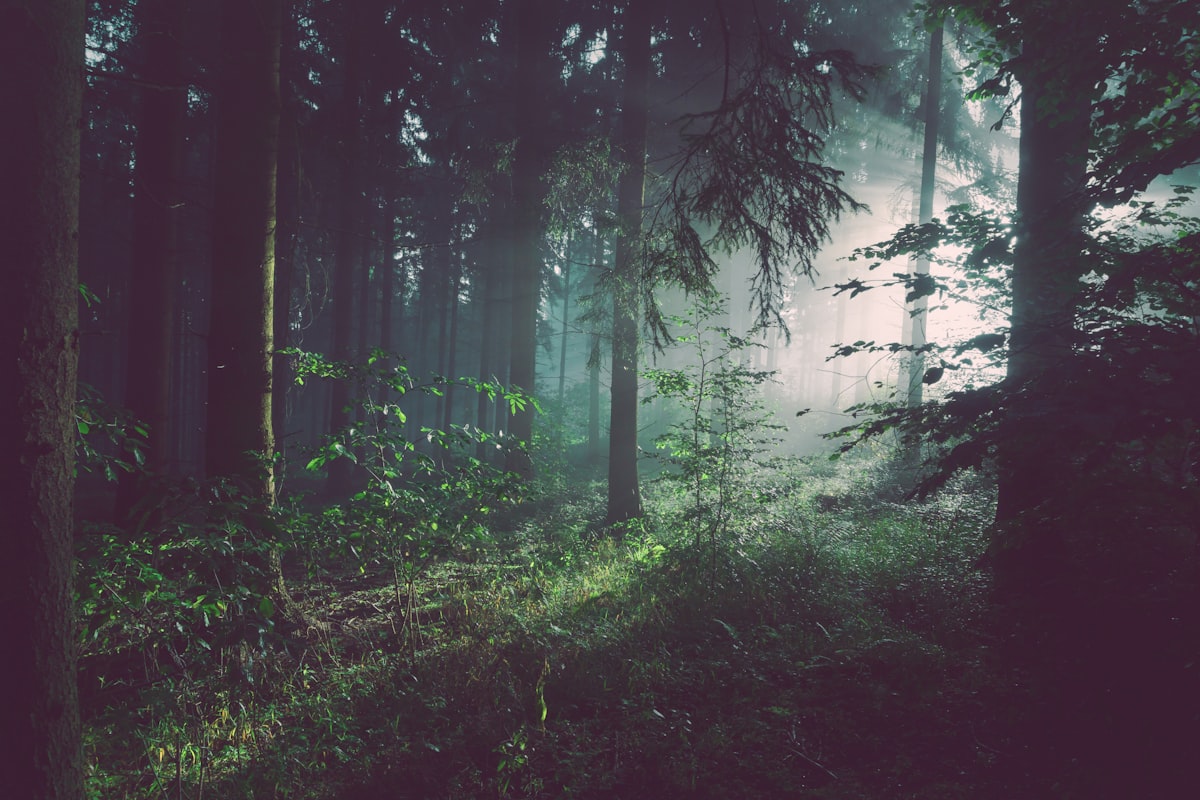 Misty forest with light rays