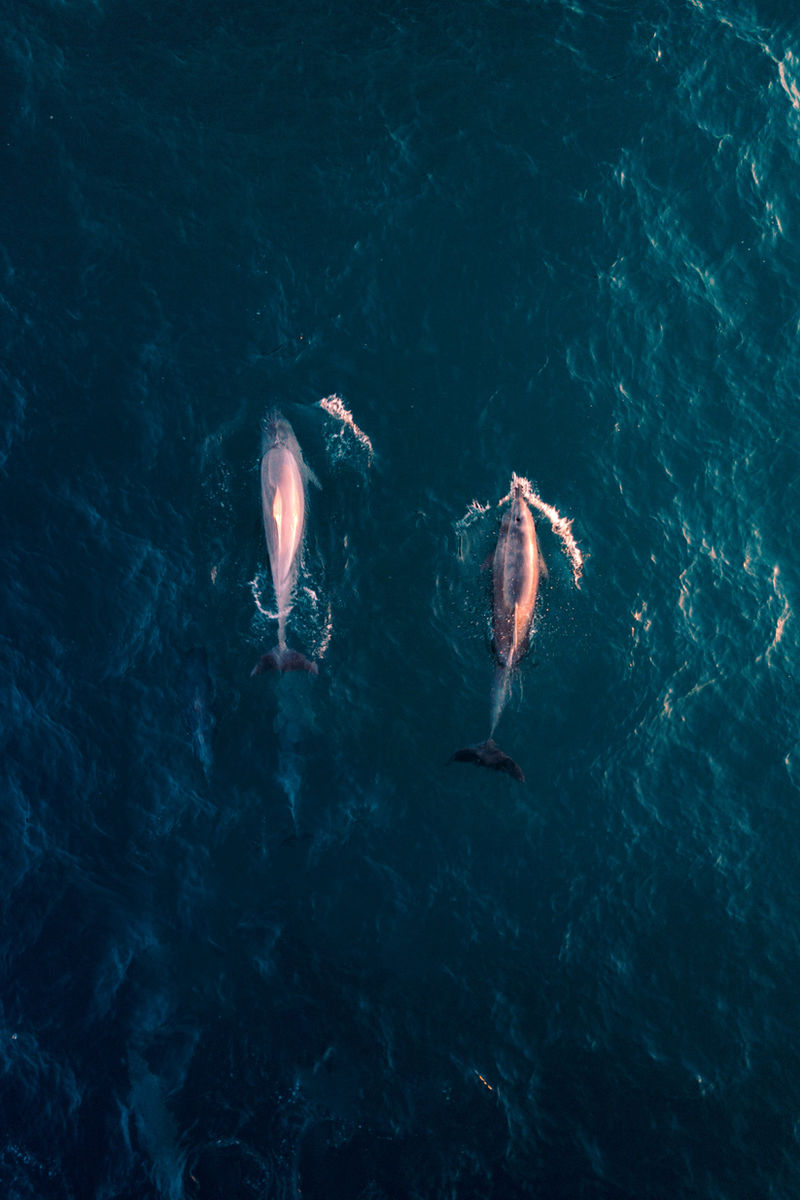 Whales in the ocean